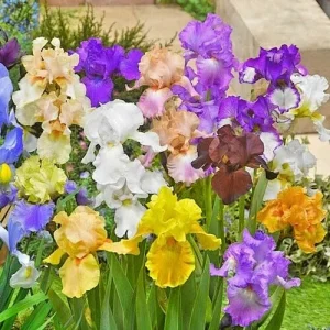 Bearded Iris Mixed Colors – 5 Bare Root Flower Bulbs – Purple White Orange Red Yellow Outdoor - Image 3