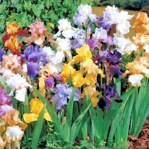 Bearded Iris Mixed Colors – 5 Bare Root Flower Bulbs – Purple White Orange Red Yellow Outdoor - Image 4