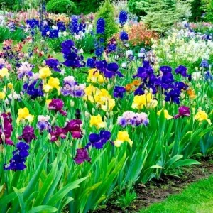 Bearded Iris Mixed Colors – 5 Bare Root Flower Bulbs – Purple White Orange Red Yellow Outdoor - Image 5