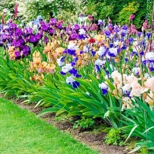 Bearded Iris Mixed Colors – 5 Bare Root Flower Bulbs – Purple White Orange Red Yellow Outdoor - Image 6