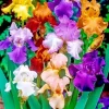 Bearded Iris Mixed Colors – 5 Bare Root Flower Bulbs – Purple White Orange Red Yellow Outdoor - Image 1