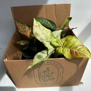 Beginner Friendly Mystery Box Bundle - 3 Live Plants in 4-inch Pots - Indoor - Image 2