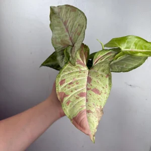 Beginner Friendly Mystery Box Bundle - 3 Live Plants in 4-inch Pots - Indoor - Image 3