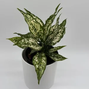 Beginner Friendly Mystery Box Bundle - 3 Live Plants in 4-inch Pots - Indoor - Image 4