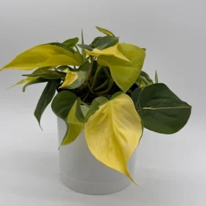 Beginner Friendly Mystery Box Bundle - 3 Live Plants in 4-inch Pots - Indoor - Image 5