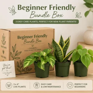 Beginner Friendly Mystery Box Bundle - 3 Live Plants in 4-inch Pots - Indoor - Image 1