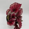 Begonia Exotica Raspberry Live Plant – 6 inch Pot – Unique Patterned Leaves Indoor - Image 1