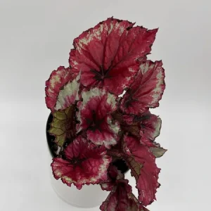 Begonia Exotica Raspberry Live Plant – 6 inch Pot – Unique Patterned Leaves Indoor - Image 1
