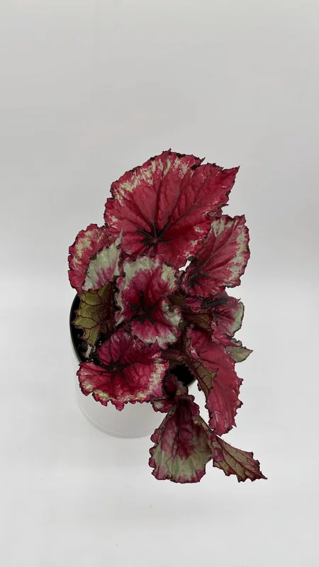 Begonia Exotica Raspberry Live Plant – 6 inch Pot – Unique Patterned Leaves Indoor - Image 1