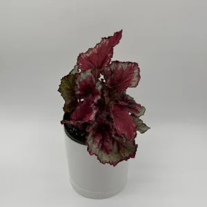 Begonia Exotica Raspberry Live Plant – 6 inch Pot – Unique Patterned Leaves Indoor - Image 2