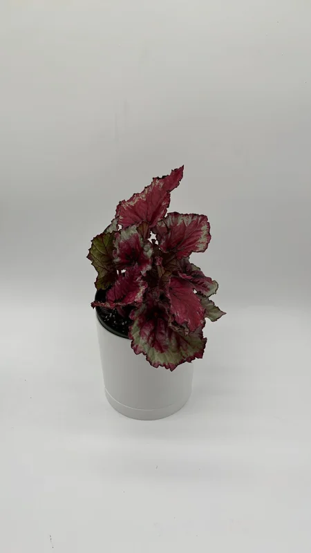 Begonia Exotica Raspberry Live Plant – 6 inch Pot – Unique Patterned Leaves Indoor - Image 2