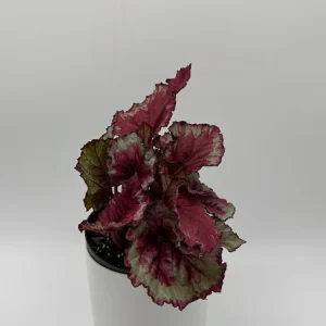 Begonia Exotica Raspberry Live Plant – 6 inch Pot – Unique Patterned Leaves Indoor - Image 3