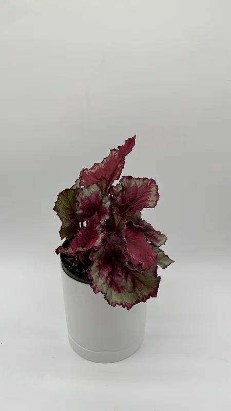 Begonia Exotica Raspberry Live Plant – 6 inch Pot – Unique Patterned Leaves Indoor - Image 3