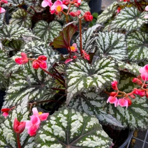 Begonia Live Plant 4–7 Inch, Colorful Foliage Houseplant, Easy Care Indoor - Image 2