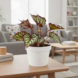 Begonia Live Plant 4–7 Inch, Colorful Foliage Houseplant, Easy Care Indoor - Image 3