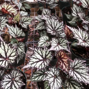 Begonia Live Plant 4–7 Inch, Colorful Foliage Houseplant, Easy Care Indoor - Image 4