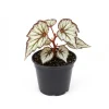 Begonia Live Plant 4–7 Inch, Colorful Foliage Houseplant, Easy Care Indoor - Image 1