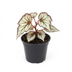 Begonia Live Plant 4–7 Inch, Colorful Foliage Houseplant, Easy Care Indoor - Image 1