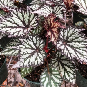 Begonia Live Plant 4–7 Inch, Colorful Foliage Houseplant, Easy Care Indoor - Image 6