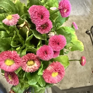 Bellis Perennis Rose Pink English Daisy 1 Live Flower Plant 6 inch - Image 2