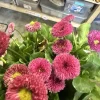 Bellis Perennis Rose Pink English Daisy 1 Live Flower Plant 6 inch - Image 1