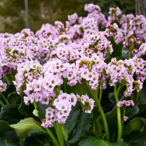Bergenia Fairytale Romance Perennial Plant - Live Flowering Groundcover - Image 1