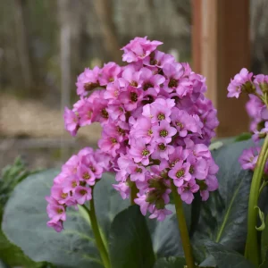 Bergenia 'Winter Glow' Live Plant - Winter Blooming Perennial - Image 1