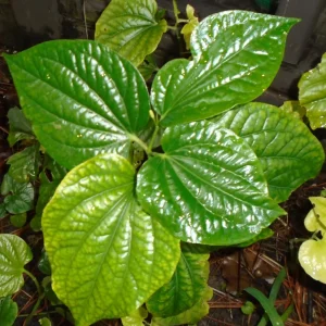 Betel Leaves Lolot Bare Roots Live Plants - Set of 4 Piper Sarmentosum - Image 3