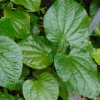 Betel Leaves Lolot Bare Roots Live Plants - Set of 4 Piper Sarmentosum - Image 1