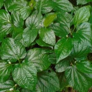 Betel Leaves Lolot Bare Roots Live Plants - Set of 4 Piper Sarmentosum - Image 4