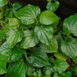 Betel Leaves Lolot Bare Roots Live Plants - Set of 4 Piper Sarmentosum - Image 5