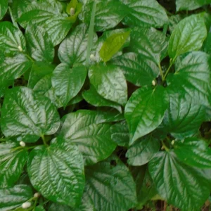 Betel Leaves Lolot Bare Roots Live Plants - Set of 4 Piper Sarmentosum - Image 1