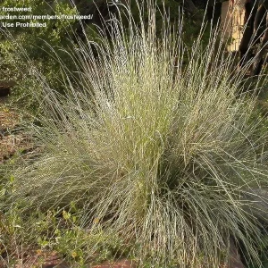 Big Muhly Grass Live Plant – 1 Gallon Pot – Outdoor Ornamental Grass - Image 2