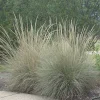 Big Muhly Grass Live Plant – 1 Gallon Pot – Outdoor Ornamental Grass - Image 1
