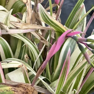 Billbergia Nutans Bromeliads Live Plants - Queen's Tears - 3 Rooted Plants - Image 1