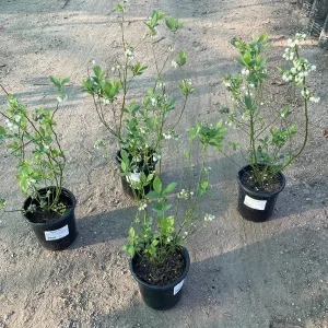 Biloxi Blueberry Live Plant – 1 Gallon Pot – Low Chill Southern Highbush Variety – Outdoor Fruit Tree - Image 2