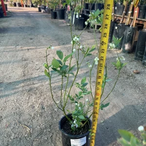 Biloxi Blueberry Live Plant – 1 Gallon Pot – Low Chill Southern Highbush Variety – Outdoor Fruit Tree - Image 3
