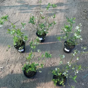 Biloxi Blueberry Live Plant – 1 Gallon Pot – Low Chill Southern Highbush Variety – Outdoor Fruit Tree - Image 4