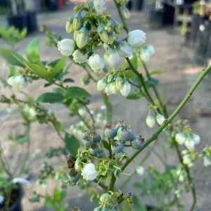 Biloxi Blueberry Live Plant – 1 Gallon Pot – Low Chill Southern Highbush Variety – Outdoor Fruit Tree - Image 1