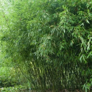 Bissetii Bamboo Seeds - 50 Count - Privacy Climbing Garden - Image 7