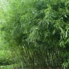 Bissetii Bamboo Seeds - 50 Count - Privacy Climbing Garden - Image 1