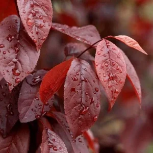 Black Cherry Plum Unrooted Cuttings - 3 Live 6
