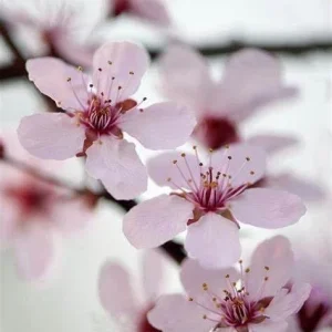 Black Cherry Plum Unrooted Cuttings - 3 Live 6