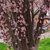Black Cherry Plum Unrooted Cuttings - 3 Live 6" Fruit Tree Plants - Image 1