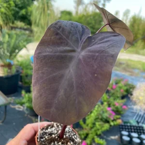 Black Coral Elephant Ear Live Plant - Rooted Calocasia Esculenta in 3