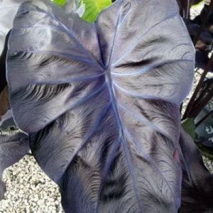Black Coral Elephant Ear Live Plant - Rooted Calocasia Esculenta in 3