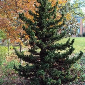 Black Dragon Cryptomeria Japonica Live Plant – 6-12" Tall – Quart Pot – Evergreen Shrub - Image 1