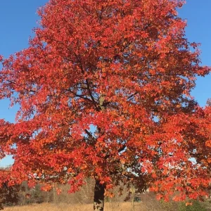 Black Gum Tree Live Plant – Scarlet Fall Color, Wildlife Friendly Outdoor - Image 1