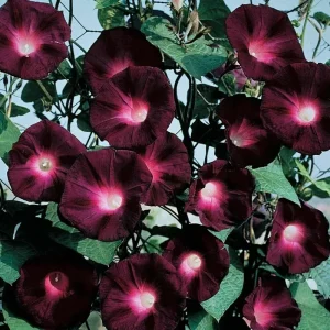 Black Knight Morning Glory Seeds - 20 Count Annual Climbing Flower Vine - Image 1