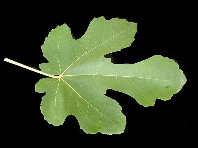 Black Mission Fig Tree - Live Fruiting Ficus Carica Plant - Outdoor - Image 2